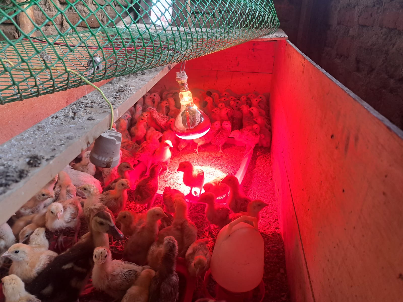 Chick brooder under heat lamps