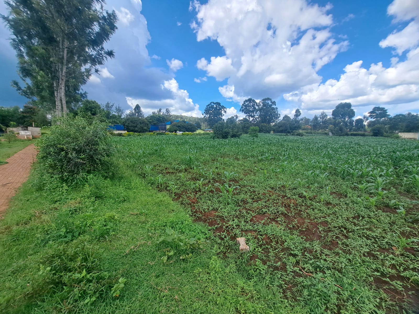 Maize fields feeding our learners