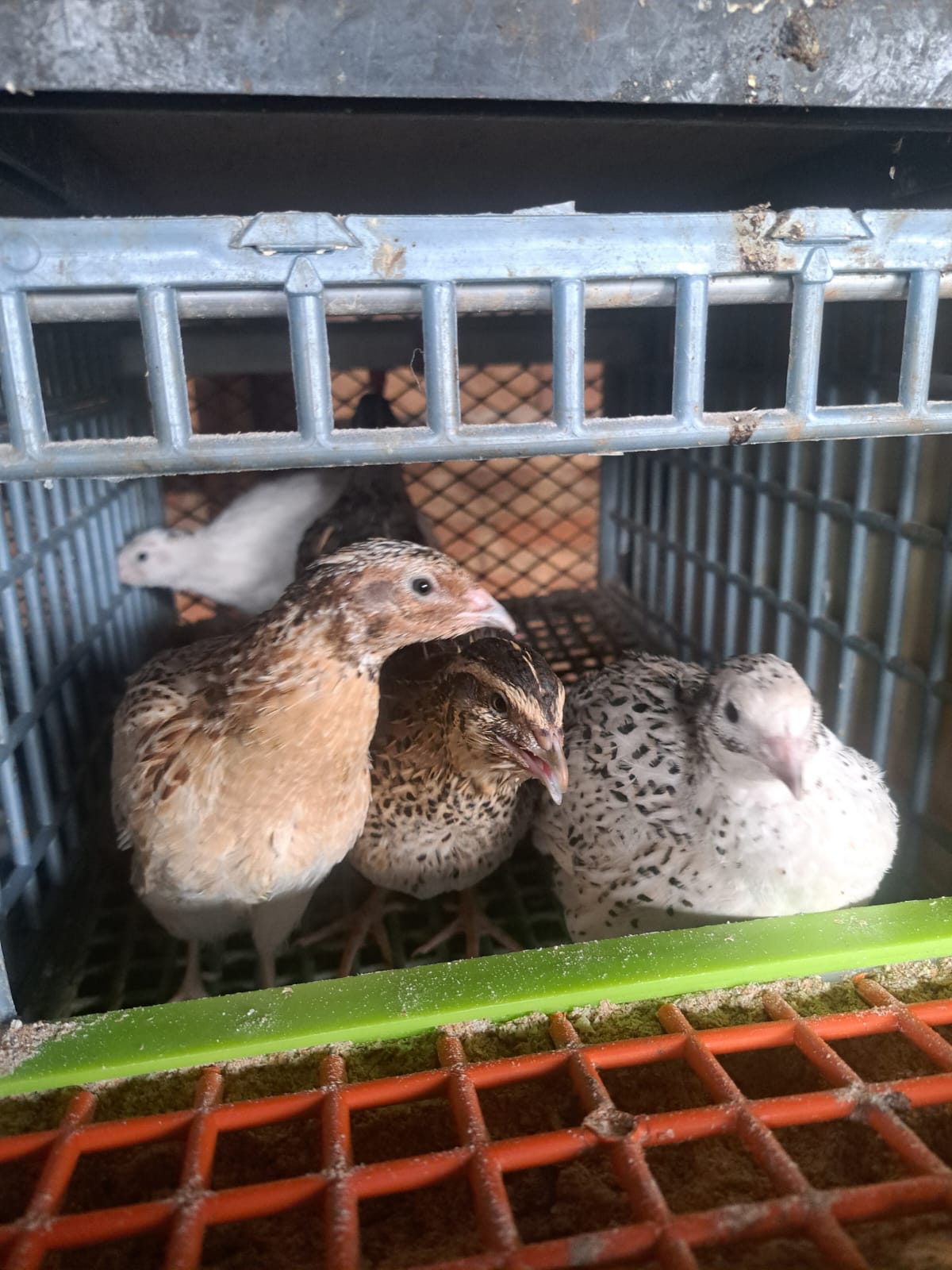 Quail breeding unit
